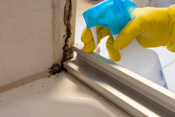 Best Emergency Mold Remediation  in Kingston, TN